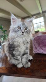 Maine coon kitten katertje, Kater, Gechipt, 0 tot 2 jaar