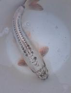 Koi., Dieren en Toebehoren, Vissen | Vijvervissen, Karper of Koi