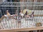 6 italiaanse meeuwen, Dieren en Toebehoren, Vogels | Duiven, Meerdere dieren, Overige soorten