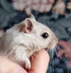 Leuk alternatief voor een hamster gerbils handtam, November, Meerdere dieren, Tam