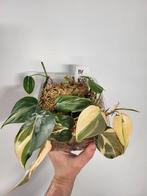 Philodendron Rio, Ophalen of Verzenden, Overige soorten, Minder dan 100 cm