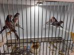 rood agaat mozaïek  grijs vleugel, Dieren en Toebehoren, Meerdere dieren, Kleurkanarie