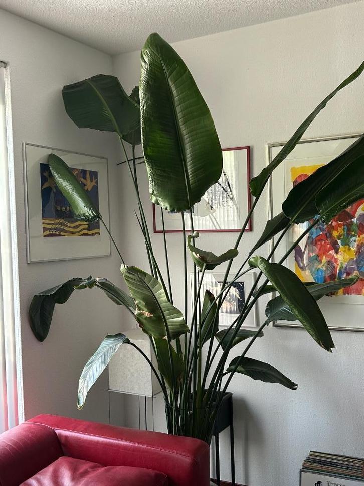 Is te groot geworden, Strelitzia Nicolai kamerplant, Huis en Inrichting, Kamerplanten, Overige soorten, 200 cm of meer, Groene kamerplant
