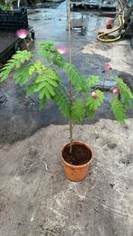 Albizia julibrissin rosea, Tuin en Terras, Planten | Bomen, Dakboom, Minder dan 100 cm, Zomer, Ophalen