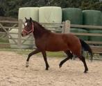 Appart bewegende New forest merrie, Dieren en Toebehoren, Paarden, Merrie, Dressuurpaard, 3 tot 6 jaar