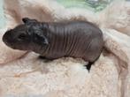 Super lief skinny cavia beertje, Dieren en Toebehoren, Cavia, Mannelijk, Januari, Tam