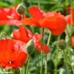 Uit de biologische moestuin: Rode klaproos,zaden, Ophalen of Verzenden, Voorjaar, Volle zon, Zaad