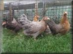 Bielefelder krielkippen en Welsumer krielkippen., Dieren en Toebehoren, Pluimvee, Vrouwelijk, Kip