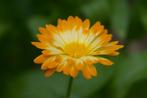 Zaden goudsbloem Oopsy Daisy (Calendula officinalis), Tuin en Terras, Bloembollen en Zaden, Ophalen of Verzenden, Voorjaar, Volle zon