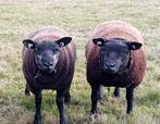 Blauwe texelaar dekrammen, Dieren en Toebehoren, Schapen, Geiten en Varkens, Mannelijk, Schaap