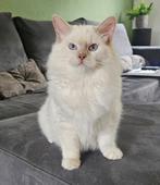 Ragdoll dekkater fawn point met stamboom en getest, 0 tot 2 jaar