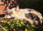 Kittens verwacht begin Juli