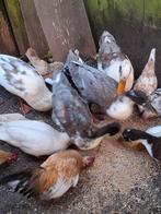 Loopeenden, Dieren en Toebehoren, Meerdere dieren, Eend