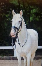 Onwijs leuke en brave grote D pony!!! Allrounder!!, Dieren en Toebehoren, Pony's, Dressuurpony, L, 7 tot 10 jaar, D pony (1.37m tot 1.48m)