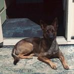 Mechelse herder teefje, Dieren en Toebehoren, Honden | Herdershonden en Veedrijvers, Rabiës (hondsdolheid), 1 tot 2 jaar, Teef