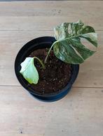 Monstera deliciosa variegata albo, Ophalen, Overige soorten, Halfschaduw, In pot