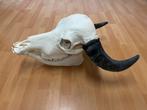 Schedel waterbuffel, Ophalen, Nieuw, Boerderijdier, Schedel