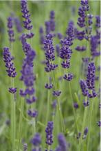 Lavendel (Lavandula angustifolia 'Hidcote') planten, Tuin en Terras, Planten | Tuinplanten, Zomer, Overige soorten, Ophalen, Volle zon