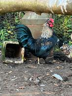 Krielhaan (deels zijdehoender, cochin), Dieren en Toebehoren, Mannelijk, Kip