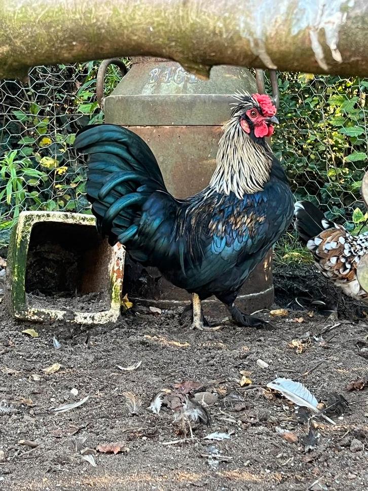 Krielhaan (deels zijdehoender, cochin), Dieren en Toebehoren, Pluimvee, Kip, Mannelijk