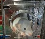 Ratjes! Verschillende leeftijden!, Dieren en Toebehoren, Knaagdieren, Rat, Juli, Meerdere dieren, Tam