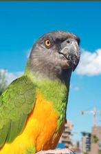 Senegal / bonte boer .gevraagd !!, Dieren en Toebehoren, Vogels | Parkieten en Papegaaien, Meerdere dieren, Papegaai, Tam