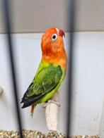 Fischeri opaline groen / groen split 2025, Dieren en Toebehoren, Vogels | Parkieten en Papegaaien, Meerdere dieren, Dwergpapegaai of Agapornis