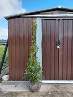 Portugeselaurier, Prunus lust. Brenelia, Ophalen, Liguster, Haag, 100 tot 250 cm