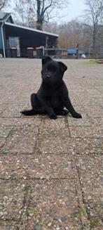 Jack russel/Schipperke, Dieren en Toebehoren, Jack Russell Terriër, 8 tot 15 weken, Meerdere, Meerdere dieren