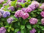 Bolhortensia ‘Nikko Blue’ – 38 stuks lichtblauw, Ophalen of Verzenden, Hortensia, Haag, Minder dan 100 cm