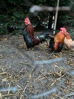 Kriel haantjes, Dieren en Toebehoren, Mannelijk, Kip