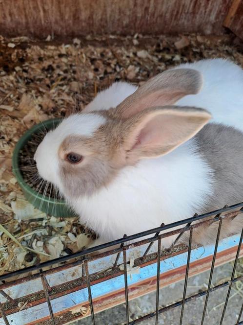 2 voedsters zoeken een nieuw huisje, Dieren en Toebehoren, Knaagdieren, Vrouwelijk