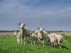 Te koop weidelammeren!, Dieren en Toebehoren, Schapen, Geiten en Varkens, Meerdere dieren, Schaap