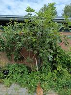 Mooie vijgen boom - struik, Tuin en Terras, Ophalen, Volle zon, Overige soorten
