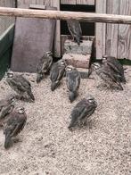 Te koop chukar patrijzen, Geslacht onbekend, Eend