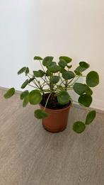 Pannenkoekplant, Huis en Inrichting, Kamerplanten, Ophalen, Overige soorten, Minder dan 100 cm