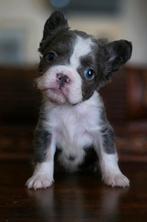 🥰Prachtige unieke combinatie x fluffy franse bulldog pups🥰, Bulldog, Meerdere, Meerdere dieren, Nederland