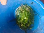Valencineria, Dieren en Toebehoren, Karper of Koi