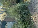 siergras, Tuin en Terras, Ophalen, Bloeit niet, Halfschaduw, Overige soorten