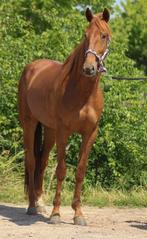 Zes prachtige dravers zoeken een nieuwe eigenaar/esse!, Dieren en Toebehoren, Paarden, Meerdere dieren, Recreatiepaard, Gechipt