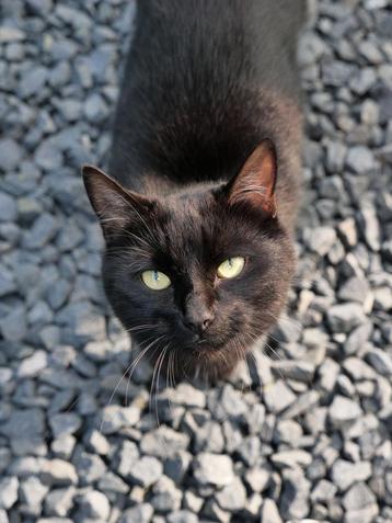 Lieve poes zoekt huisje beschikbaar voor biedingen