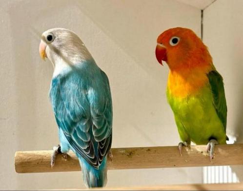 Mooie Jonge Agapornis Fischeri opaline, Dieren en Toebehoren, Vogels | Parkieten en Papegaaien, Dwergpapegaai of Agapornis, Geslacht onbekend