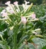 Nicotiana Tabacum zaden, Voorjaar, Verzenden, Volle zon