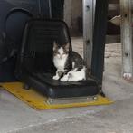 Lieve bonte kitten, Dieren en Toebehoren, Katten en Kittens | Overige Katten, Kater