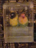 Goed tehuis gezocht agaponis koppels, Dieren en Toebehoren, Vogels | Parkieten en Papegaaien, Meerdere dieren, Parkiet