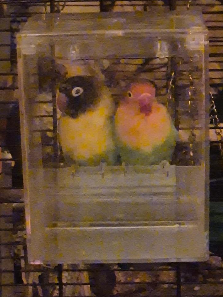 Goed tehuis gezocht agaponis koppels, Dieren en Toebehoren, Vogels | Parkieten en Papegaaien, Parkiet, Meerdere dieren