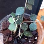 hoya curtussi nr 8, Huis en Inrichting, Kamerplanten, Ophalen of Verzenden, Overige soorten, Minder dan 100 cm