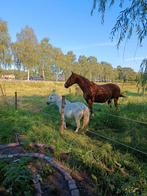 Weidegang met bos in Nistelrode (diy), Dieren en Toebehoren, Stalling en Weidegang, Weidegang, 4 paarden of pony's of meer