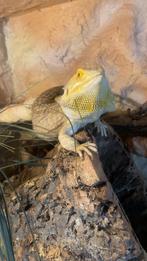 Baardagaam, Dieren en Toebehoren, Reptielen en Amfibieën, Overige soorten, Met terrarium, 3 tot 6 jaar