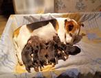 pups: kruising Jack Russel met Keeshond, Dieren en Toebehoren, Honden | Niet-rashonden, Nederland, 8 tot 15 weken, CDV (hondenziekte)